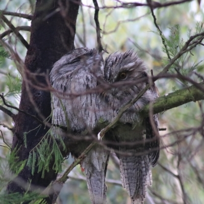 Podargus strigoides (Tawny Frogmouth) at Goulburn, NSW - 1 Feb 2022 by Rixon