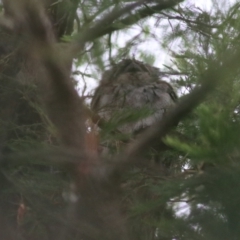 Podargus strigoides at Goulburn, NSW - 1 Feb 2022 02:59 PM