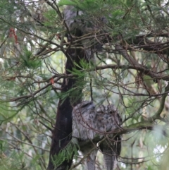 Podargus strigoides at Goulburn, NSW - 1 Feb 2022 02:59 PM