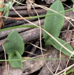 Chiloglottis sp. (A Bird/Wasp Orchid) at Cotter River, ACT - 1 Feb 2022 by RAllen