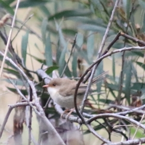 Malurus cyaneus at Wayo, NSW - 1 Feb 2022