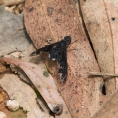 Anthrax sp. (genus) (Unidentified Anthrax bee fly) at Cotter River, ACT - 1 Feb 2022 by RAllen