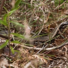 Eulamprus heatwolei (Yellow-bellied Water Skink) at Namadgi National Park - 1 Feb 2022 by RAllen