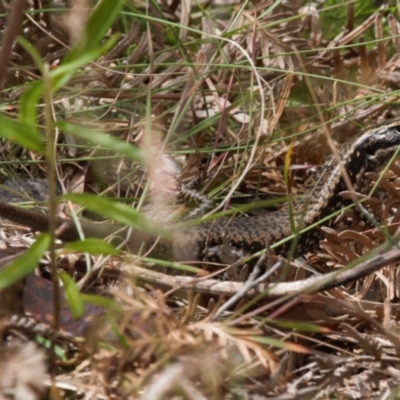 Eulamprus heatwolei (Yellow-bellied Water Skink) at Namadgi National Park - 1 Feb 2022 by RAllen