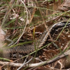 Eulamprus heatwolei at Cotter River, ACT - 1 Feb 2022 01:23 PM