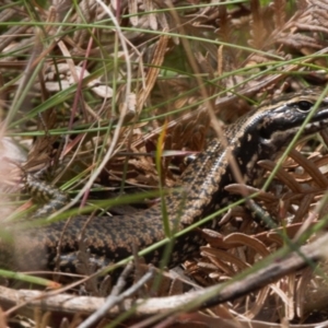 Eulamprus heatwolei at Cotter River, ACT - 1 Feb 2022 01:23 PM