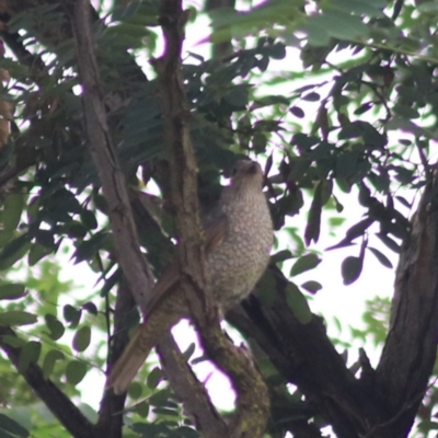 Ptilonorhynchus violaceus (Satin Bowerbird) at Goulburn, NSW - 30 Jan 2022 by Rixon