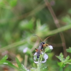 Ichneumonidae (family) (Unidentified ichneumon wasp) at Goulburn, NSW - 30 Jan 2022 by Rixon