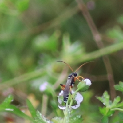 Ichneumonidae (family) (Unidentified ichneumon wasp) at Goulburn Wetlands - 29 Jan 2022 by Rixon