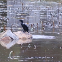 Phalacrocorax sulcirostris (Little Black Cormorant) at Goulburn, NSW - 30 Jan 2022 by Rixon