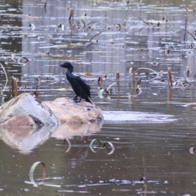 Phalacrocorax sulcirostris (Little Black Cormorant) at Goulburn Wetlands - 29 Jan 2022 by Rixon