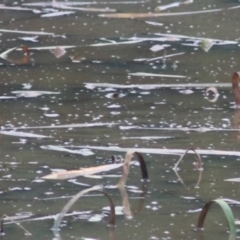 Tachybaptus novaehollandiae (Australasian Grebe) at Goulburn Wetlands - 29 Jan 2022 by Rixon