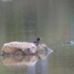 Aythya australis (Hardhead) at Goulburn, NSW - 30 Jan 2022 by Rixon