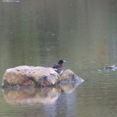 Aythya australis (Hardhead) at Goulburn Wetlands - 29 Jan 2022 by Rixon