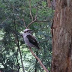 Dacelo novaeguineae (Laughing Kookaburra) at Goulburn, NSW - 30 Jan 2022 by Rixon