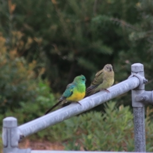 Psephotus haematonotus at Goulburn, NSW - 30 Jan 2022