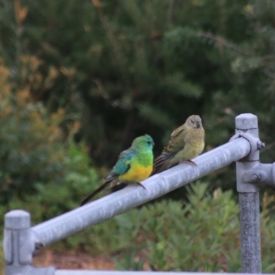 Psephotus haematonotus (Red-rumped Parrot) at Goulburn Wetlands - 29 Jan 2022 by Rixon