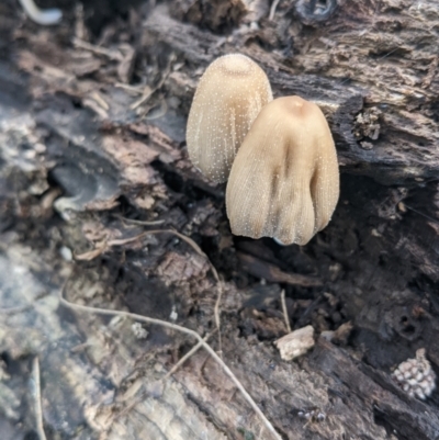 Coprinellus etc. (An Inkcap) at Coree, ACT - 31 Jan 2022 by SusanneG