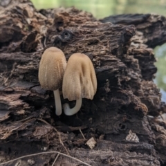 Coprinellus etc. at Coree, ACT - 31 Jan 2022 04:37 PM