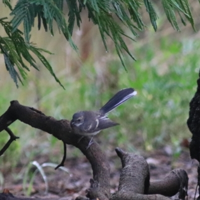 Rhipidura albiscapa (Grey Fantail) at Goulburn Wetlands - 29 Jan 2022 by Rixon