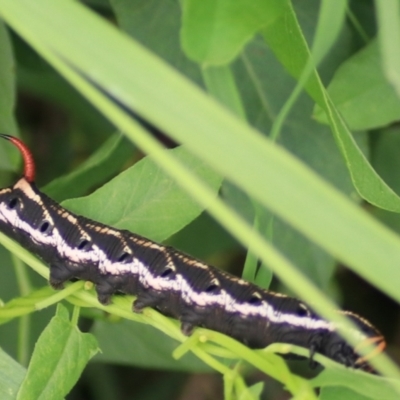 Agrius convolvuli (Convolvulus Hawk Moth) at Kingsdale, NSW - 30 Jan 2022 by Rixon