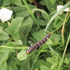 Agrius convolvuli at Kingsdale, NSW - 30 Jan 2022