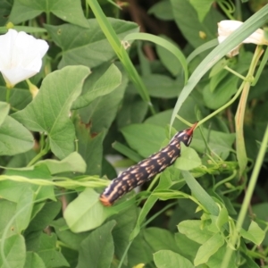 Agrius convolvuli at Kingsdale, NSW - 30 Jan 2022