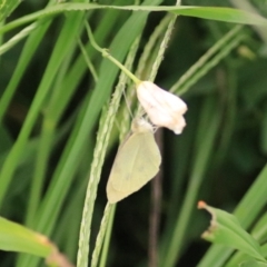 Pieris rapae (Cabbage White) at Kingsdale, NSW - 30 Jan 2022 by Rixon