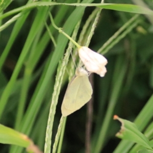 Pieris rapae at Kingsdale, NSW - 30 Jan 2022