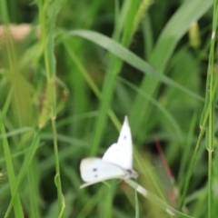 Pieris rapae at Kingsdale, NSW - 30 Jan 2022