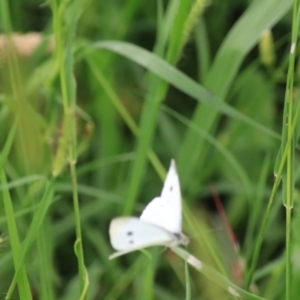 Pieris rapae at Kingsdale, NSW - 30 Jan 2022