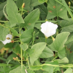 Convolvulus arvensis at Kingsdale, NSW - 30 Jan 2022