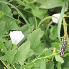 Convolvulus arvensis at Kingsdale, NSW - 30 Jan 2022