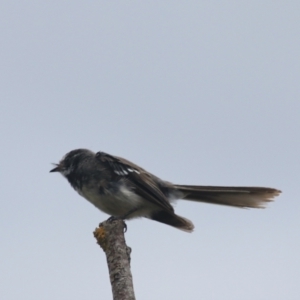 Rhipidura albiscapa at Baw Baw, NSW - 30 Jan 2022 02:04 PM