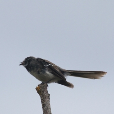 Rhipidura albiscapa (Grey Fantail) at Baw Baw, NSW - 30 Jan 2022 by Rixon