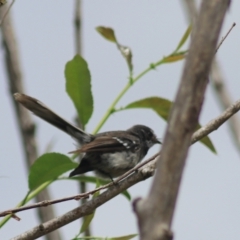 Rhipidura albiscapa at Baw Baw, NSW - 30 Jan 2022 02:04 PM