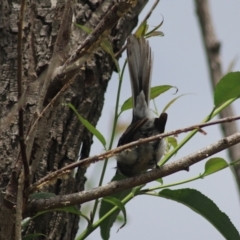 Rhipidura albiscapa at Baw Baw, NSW - 30 Jan 2022 02:04 PM