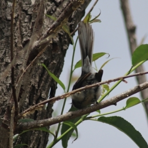 Rhipidura albiscapa at Baw Baw, NSW - 30 Jan 2022