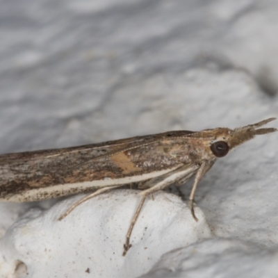 Etiella behrii (Lucerne Seed Web Moth) at Melba, ACT - 18 Nov 2021 by kasiaaus