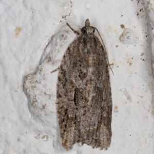 Acropolitis rudisana at Melba, ACT - 18 Nov 2021 09:07 PM