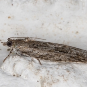 Acropolitis rudisana at Melba, ACT - 18 Nov 2021 09:07 PM