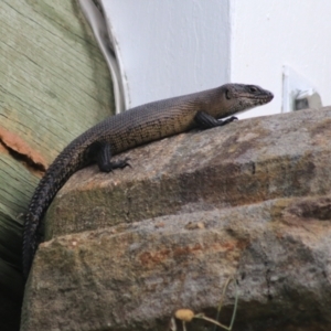 Egernia cunninghami at Baw Baw, NSW - 30 Jan 2022 05:55 PM