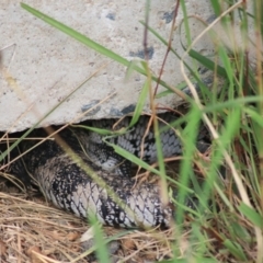 Tiliqua scincoides scincoides (Eastern Blue-tongue) at Baw Baw, NSW - 30 Jan 2022 by Rixon