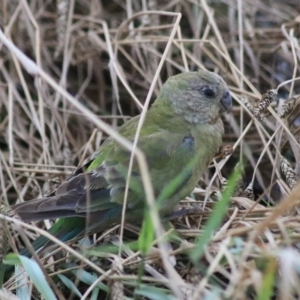 Psephotus haematonotus at Kingsdale, NSW - 30 Jan 2022