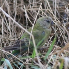 Psephotus haematonotus at Kingsdale, NSW - 30 Jan 2022