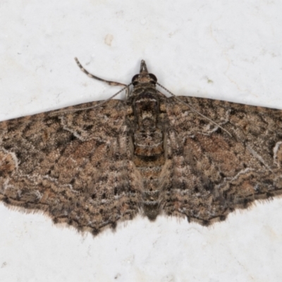 Pasiphilodes testulata (Pome looper) at Melba, ACT - 18 Nov 2021 by kasiaaus