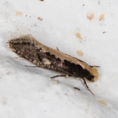 Monopis crocicapitella (Bird Nest Moth) at Melba, ACT - 18 Nov 2021 by kasiaaus