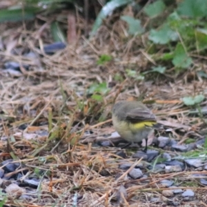 Acanthiza chrysorrhoa at Goulburn, NSW - 30 Jan 2022 07:50 AM