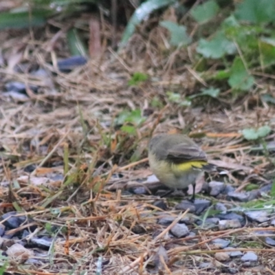 Acanthiza chrysorrhoa (Yellow-rumped Thornbill) at Goulburn Wetlands - 29 Jan 2022 by Rixon