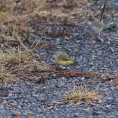 Acanthiza chrysorrhoa at Goulburn, NSW - 30 Jan 2022 07:50 AM